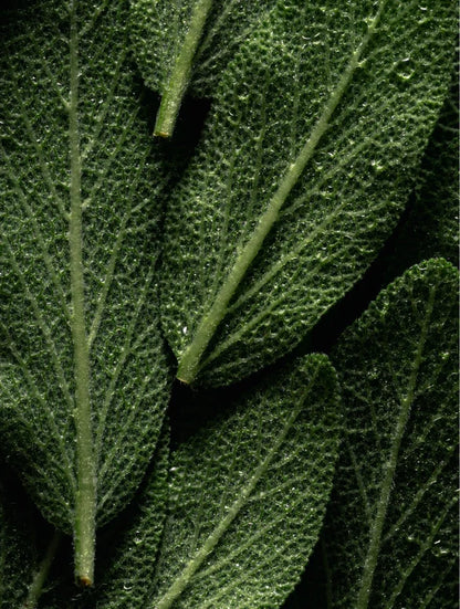 Omega 6-9 Glowing Skin Body Oil